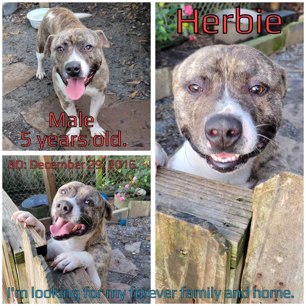 Herbie, an adoptable Mixed Breed in Boaz, AL, 35957 | Photo Image 3