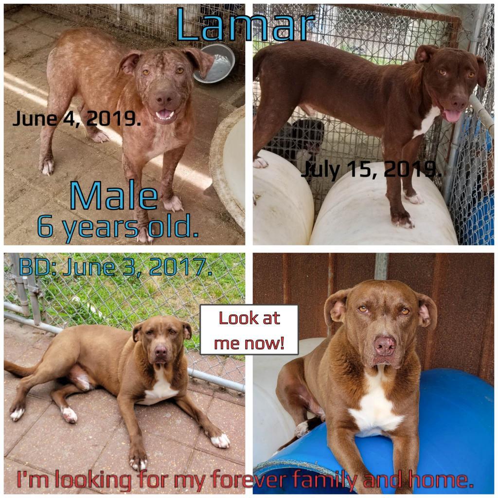 Lamar, an adoptable English Bulldog in Boaz, AL, 35957 | Photo Image 2