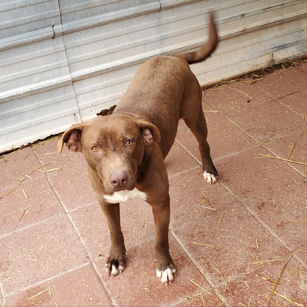 Lamar, an adoptable English Bulldog in Boaz, AL, 35957 | Photo Image 3