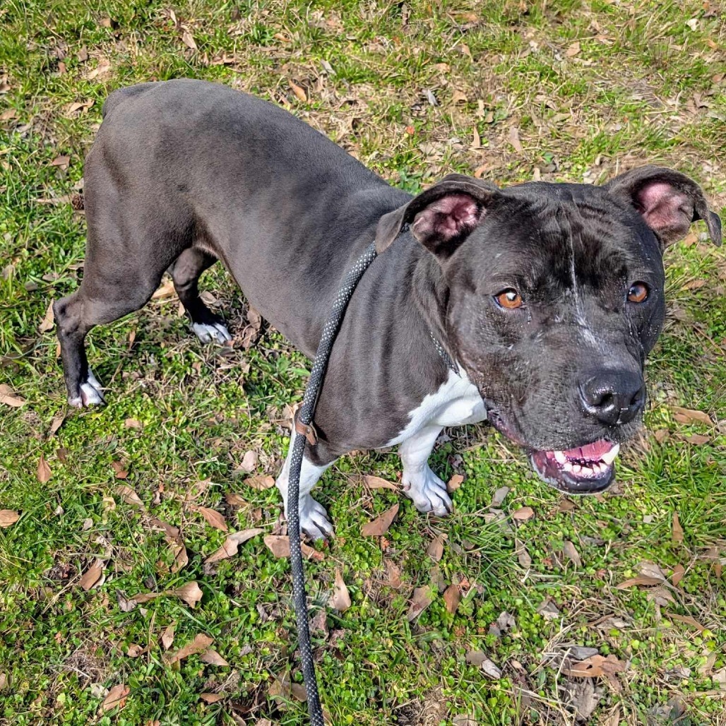Lucy, an adoptable Mixed Breed in Boaz, AL, 35957 | Photo Image 1