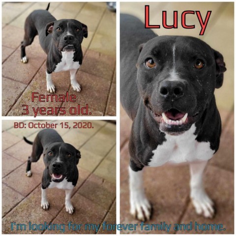 Lucy