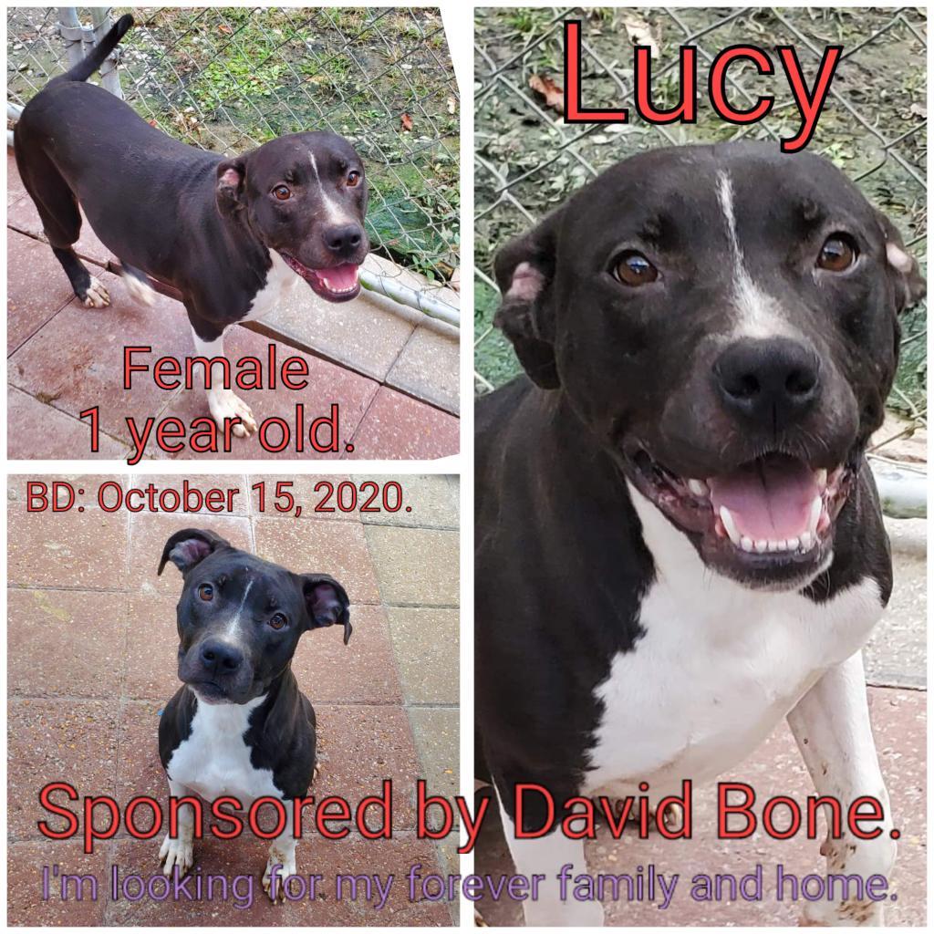 Lucy, an adoptable Mixed Breed in Boaz, AL, 35957 | Photo Image 3