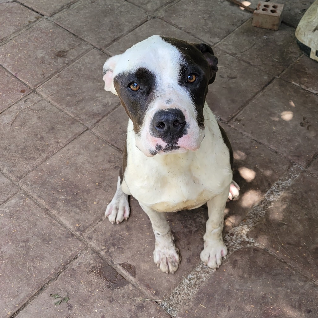 Nike, an adoptable Mixed Breed in Boaz, AL, 35957 | Photo Image 1
