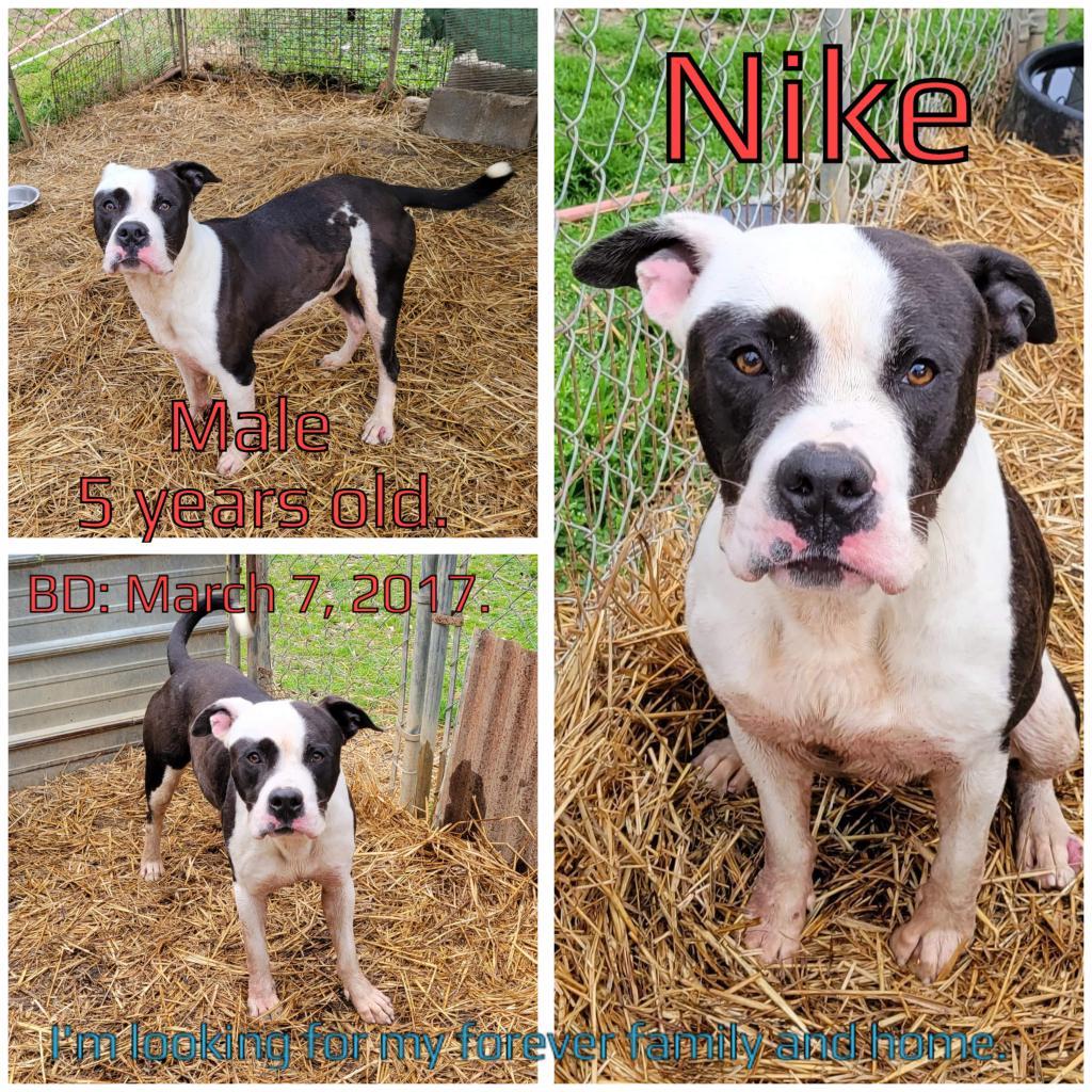 Nike, an adoptable Mixed Breed in Boaz, AL, 35957 | Photo Image 2