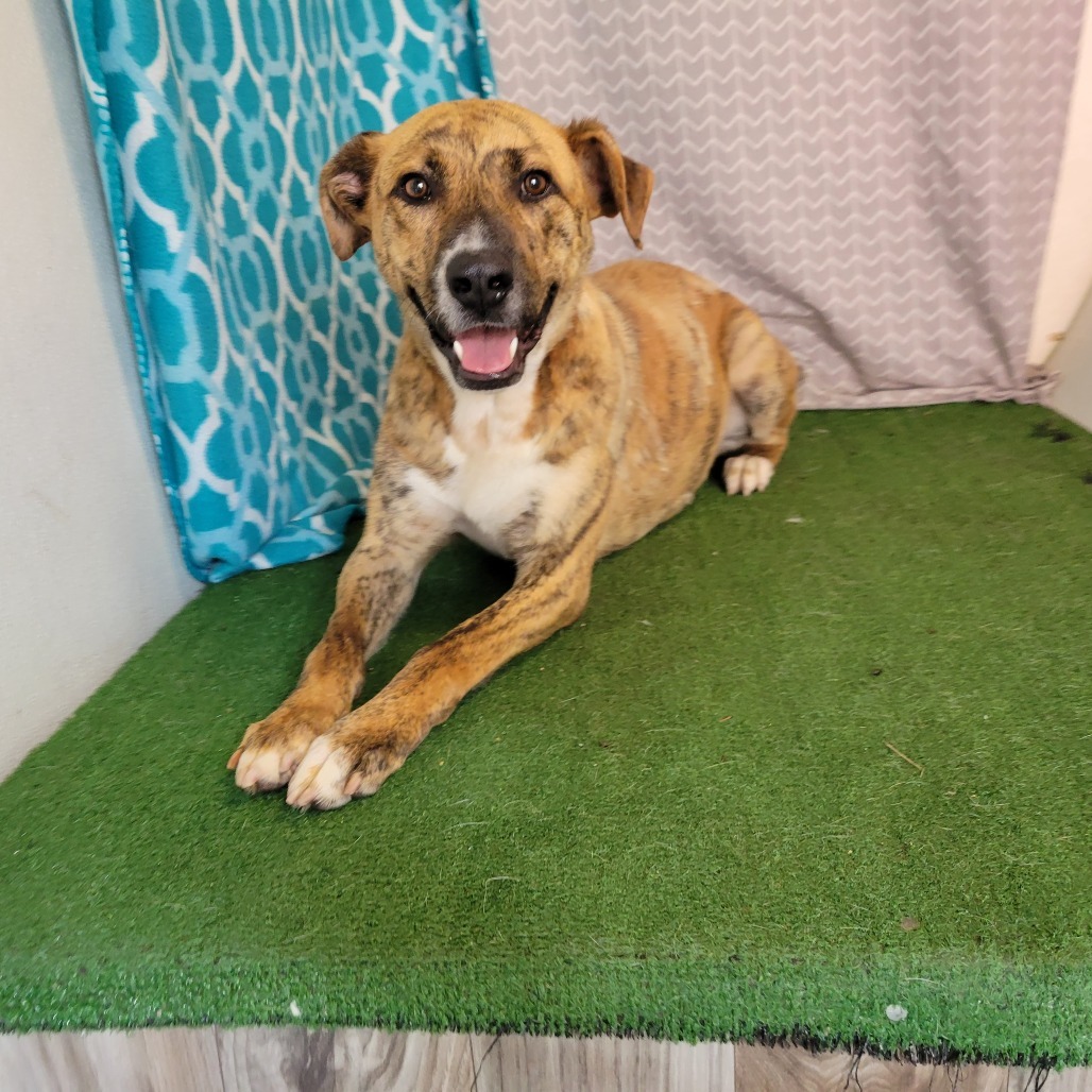 Marcus, an adoptable Mixed Breed in Boaz, AL, 35957 | Photo Image 1