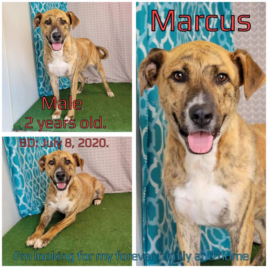 Marcus, an adoptable Mixed Breed in Boaz, AL, 35957 | Photo Image 2