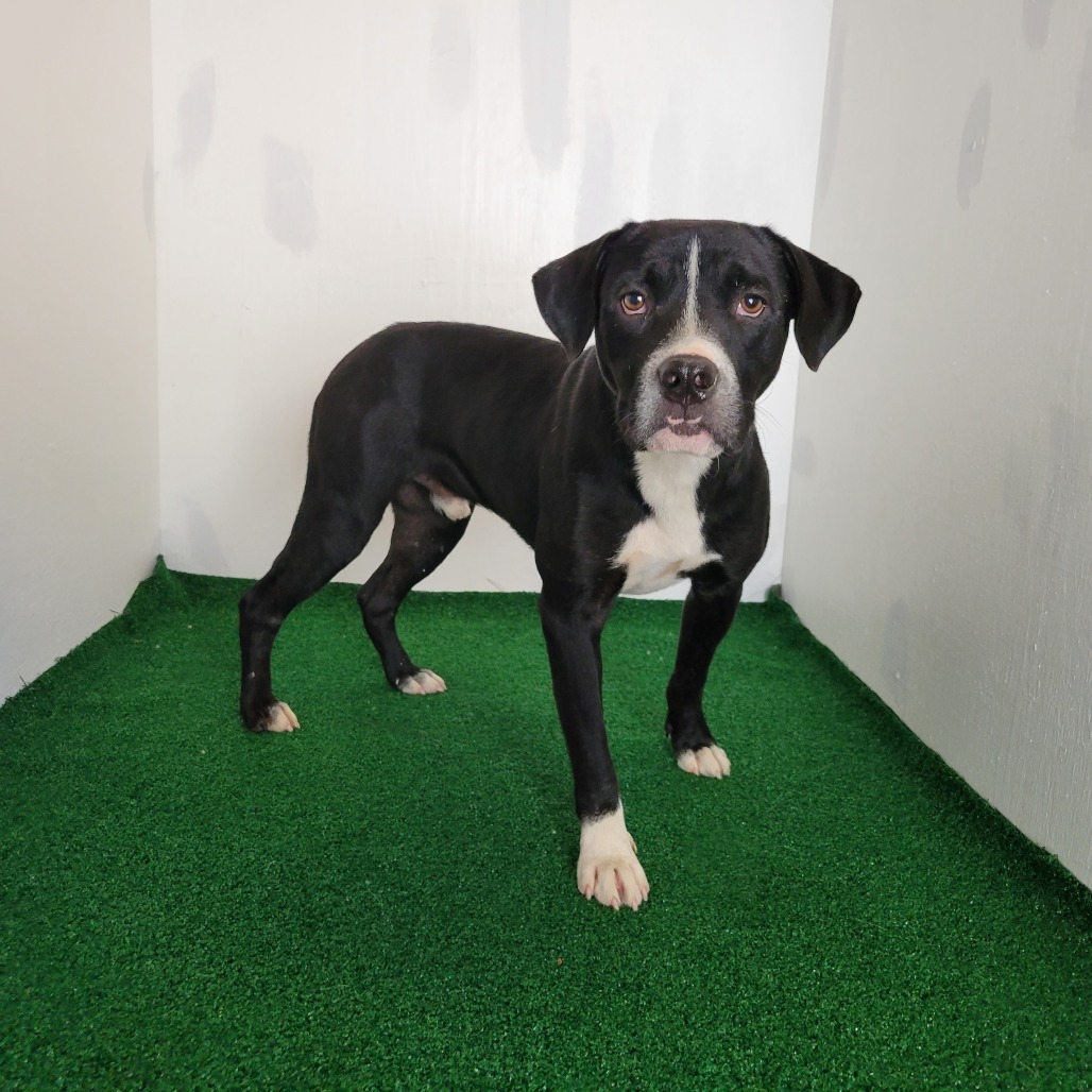 Danny, an adoptable Mixed Breed in Boaz, AL, 35957 | Photo Image 1