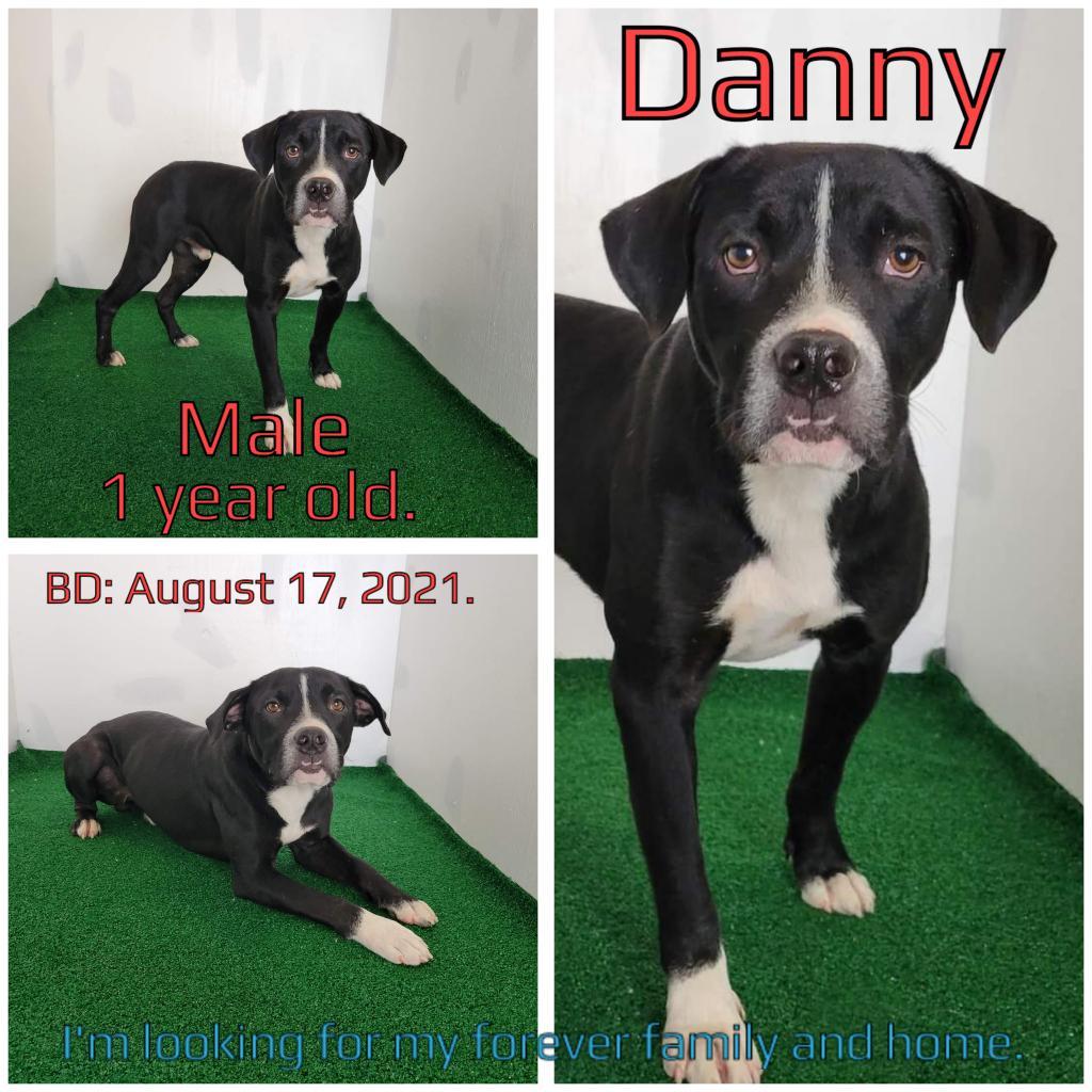 Danny, an adoptable Mixed Breed in Boaz, AL, 35957 | Photo Image 2