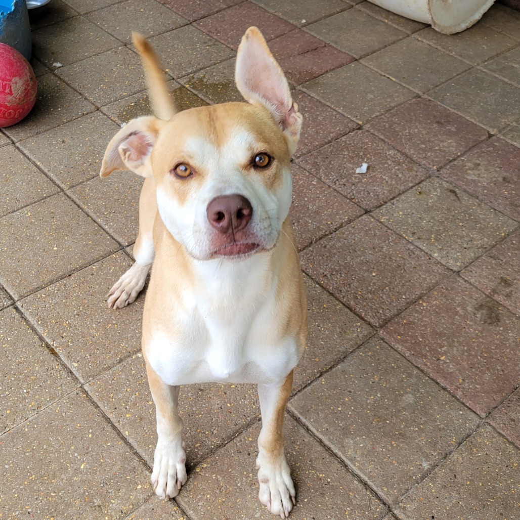 Pepe Le Pew, an adoptable Mixed Breed in Boaz, AL, 35957 | Photo Image 1