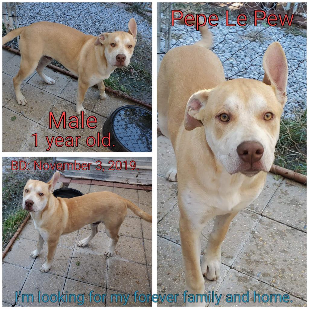 Pepe Le Pew, an adoptable Mixed Breed in Boaz, AL, 35957 | Photo Image 3