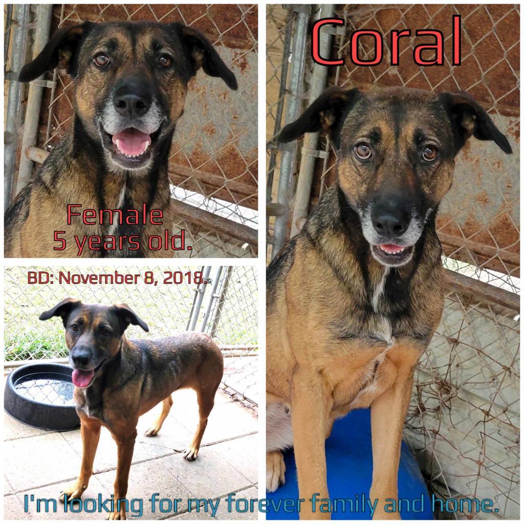 Coral, an adoptable Mixed Breed in Boaz, AL, 35957 | Photo Image 2