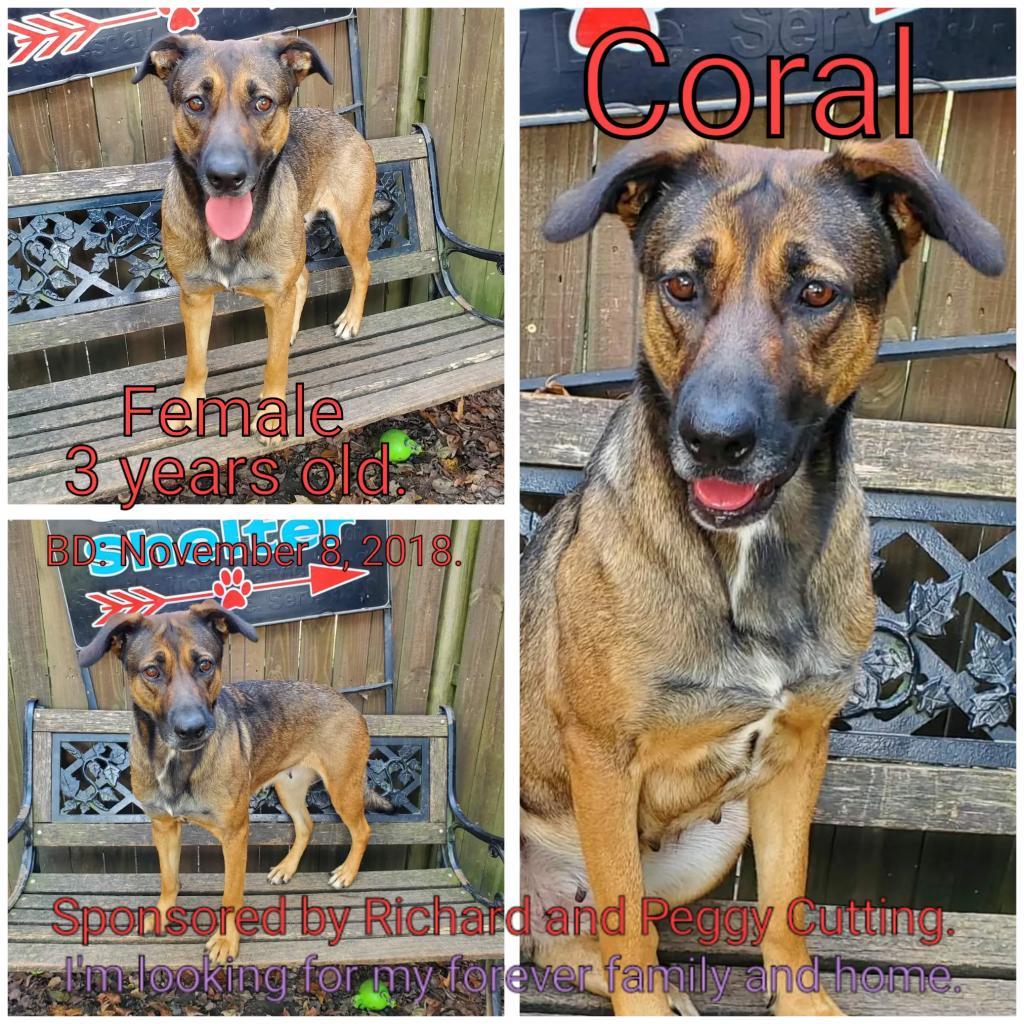 Coral, an adoptable Mixed Breed in Boaz, AL, 35957 | Photo Image 3