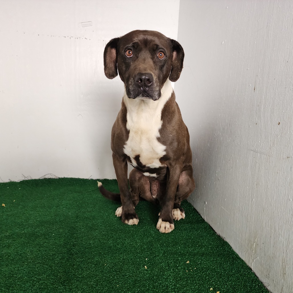 Nala, an adoptable Mixed Breed in Boaz, AL, 35957 | Photo Image 1
