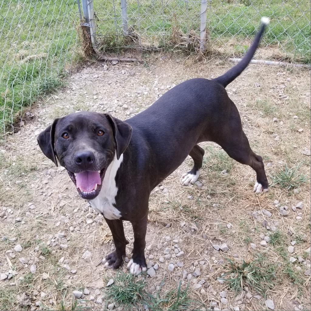 Nala, an adoptable Mixed Breed in Boaz, AL, 35957 | Photo Image 2