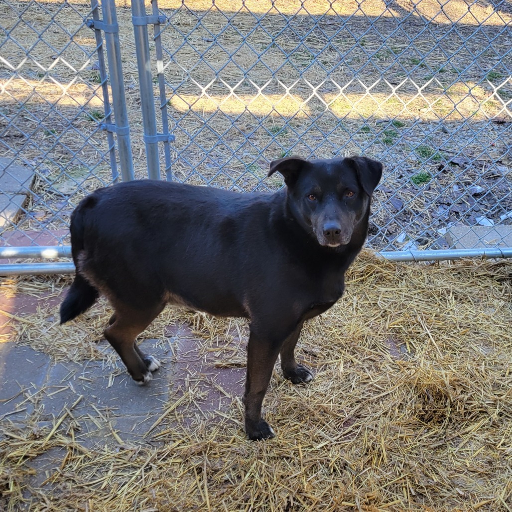 Zena, an adoptable Black Labrador Retriever, Mixed Breed in Boaz, AL, 35957 | Photo Image 1