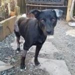 Zena, an adoptable Black Labrador Retriever, Mixed Breed in Boaz, AL, 35957 | Photo Image 3