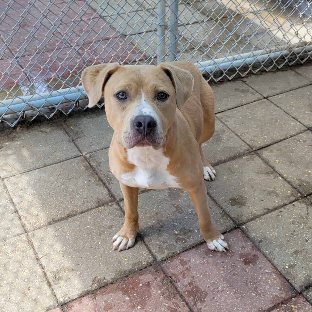 Jazzie, an adoptable Mixed Breed in Boaz, AL, 35957 | Photo Image 1