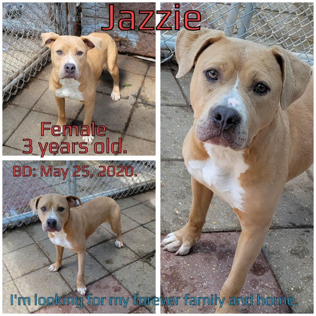 Jazzie, an adoptable Mixed Breed in Boaz, AL, 35957 | Photo Image 3