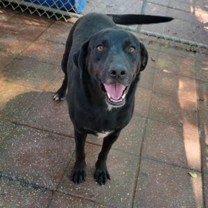 Slim, Adult Male Black Labrador Retriever