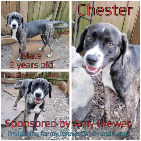 Chester