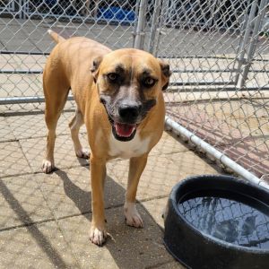 Lady, Adult Female Mixed Breed