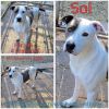 Sol photo 2