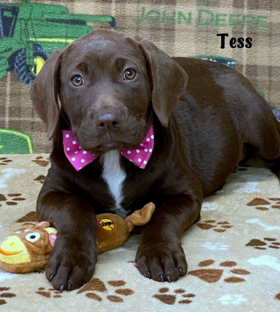 TESS