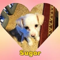 Sugar