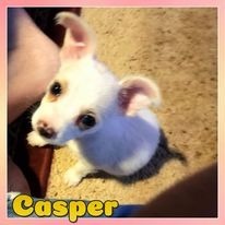 Casper