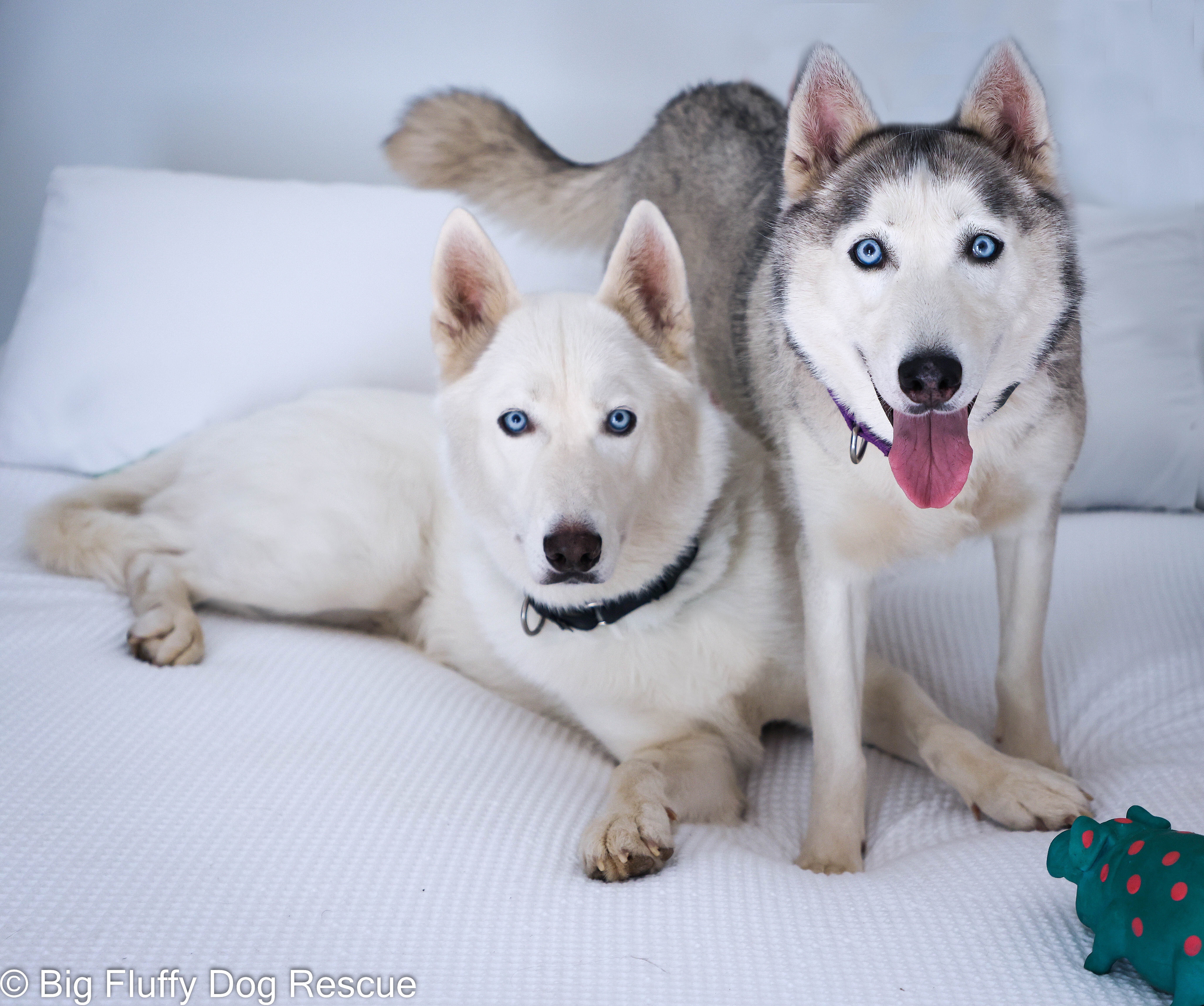 Thunder & Bolt (Bonded Pair)