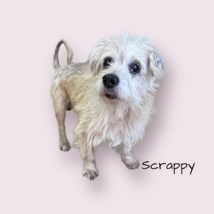 Scrappy