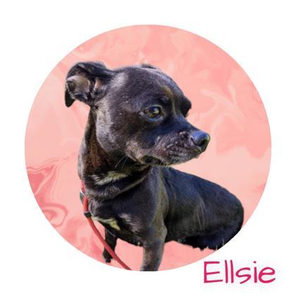 Ellsie