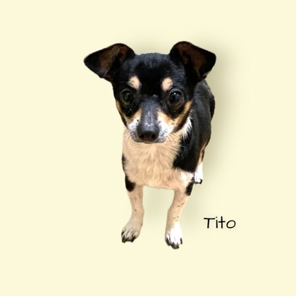 Tito