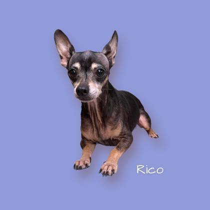 Rico