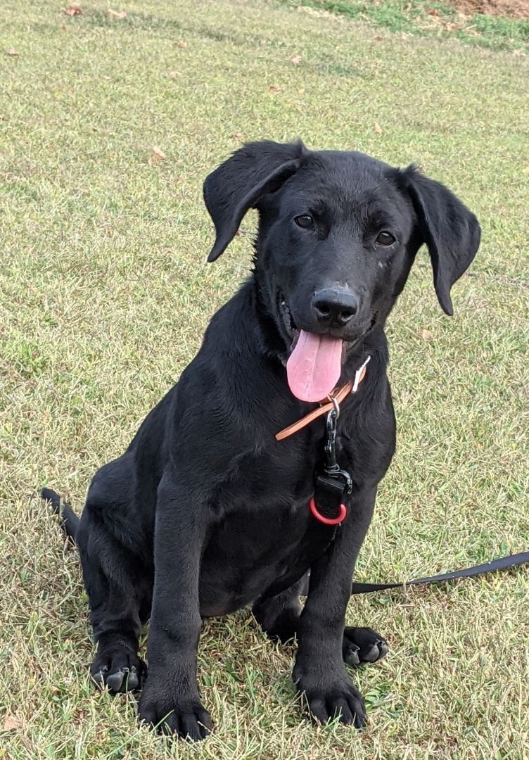 Liquorice 25 lbs Tailwaggers