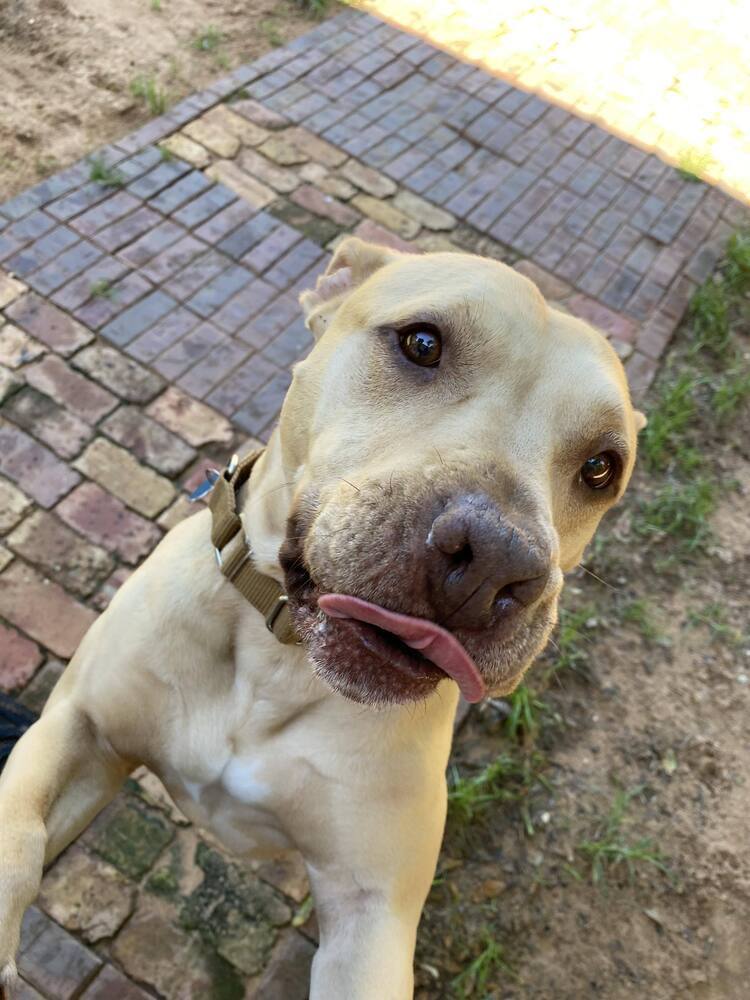 Welcom "TATER", an adoptable American Bulldog in Milton, FL, 32583 | Photo Image 1