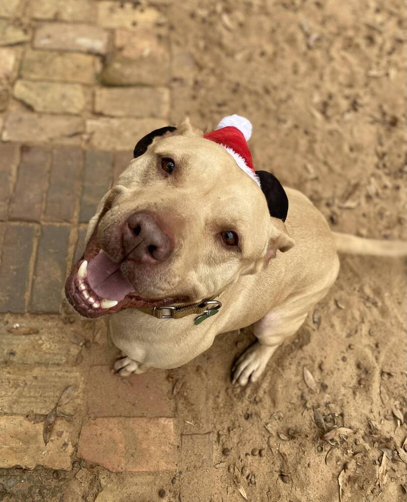 Welcom "TATER", an adoptable American Bulldog in Milton, FL, 32583 | Photo Image 4