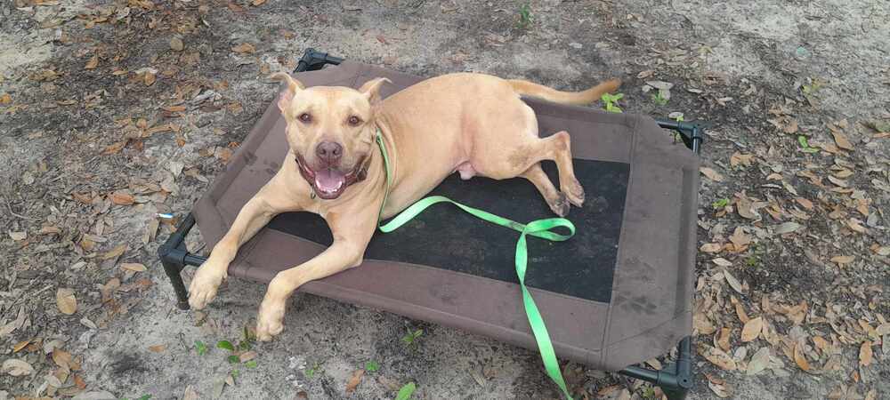 Welcom "TATER", an adoptable American Bulldog in Milton, FL, 32583 | Photo Image 5