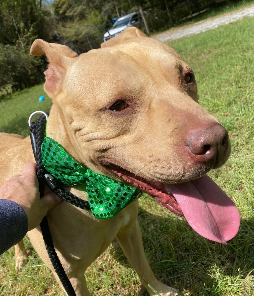 Welcom "TATER", an adoptable American Bulldog in Milton, FL, 32583 | Photo Image 6