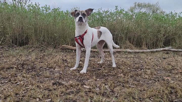 Heidi, an adopted Fox Terrier & Whippet Mix in Savannah, GA_image-1