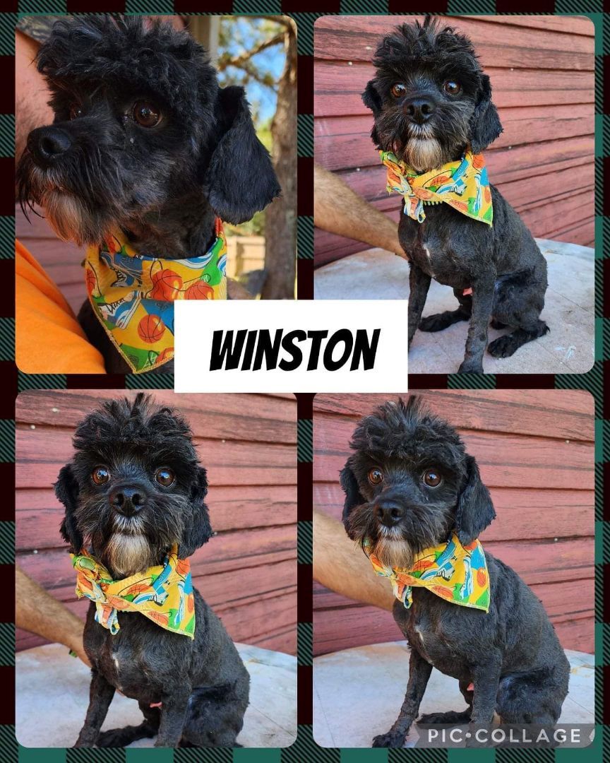 Winston