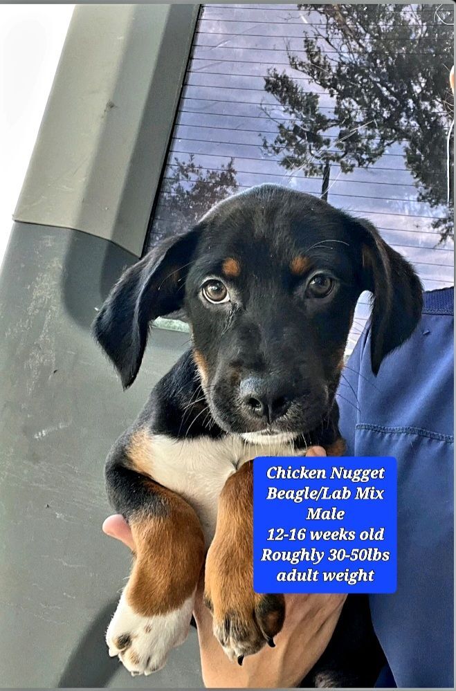 Chicken Nugget