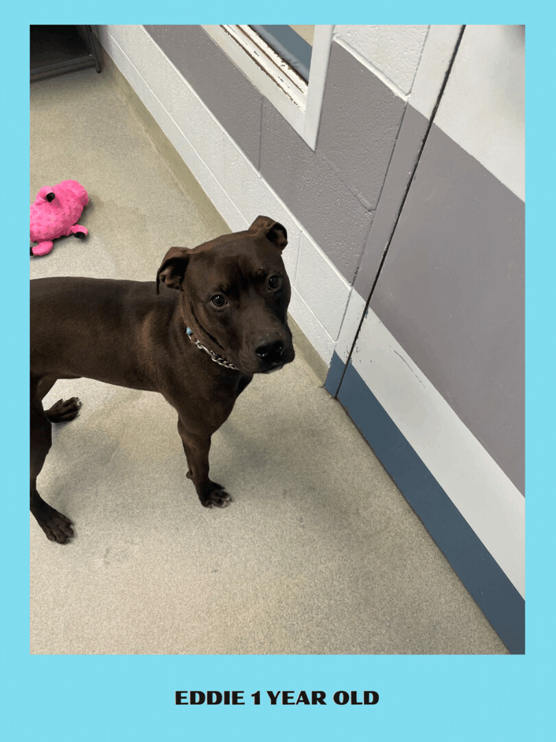 Eddie, an adoptable Mixed Breed in Ravenna, OH, 44266 | Photo Image 2