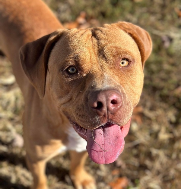 Adam, an adoptable Pit Bull Terrier in Osage Beach, MO, 65020 | Photo Image 1