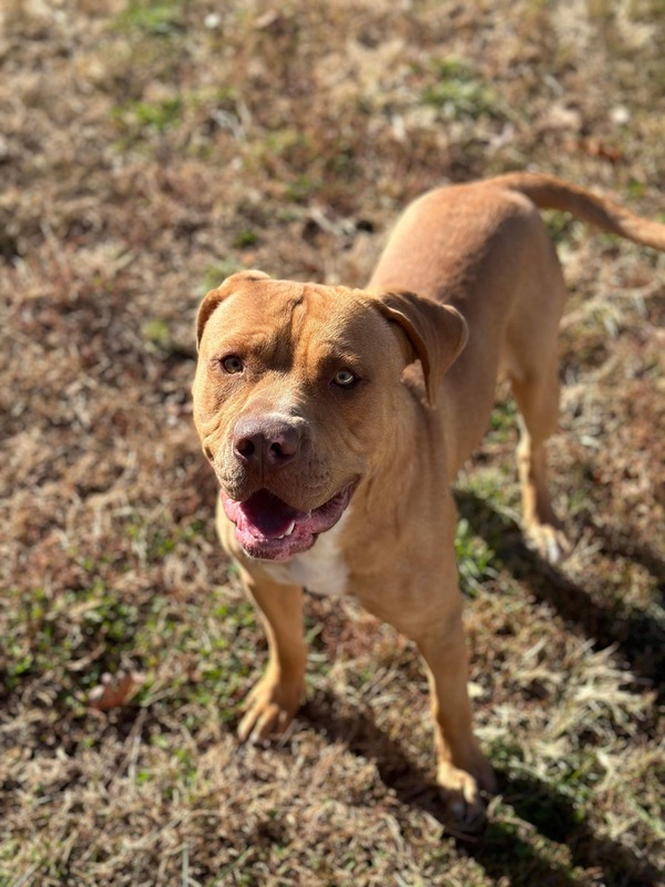 Adam, an adoptable Pit Bull Terrier in Osage Beach, MO, 65020 | Photo Image 2