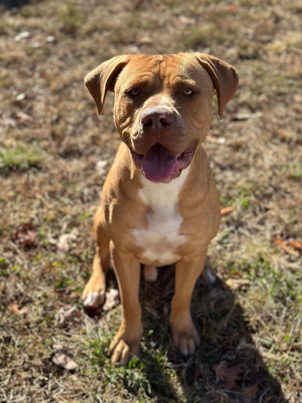 Adam, an adoptable Pit Bull Terrier in Osage Beach, MO, 65020 | Photo Image 3