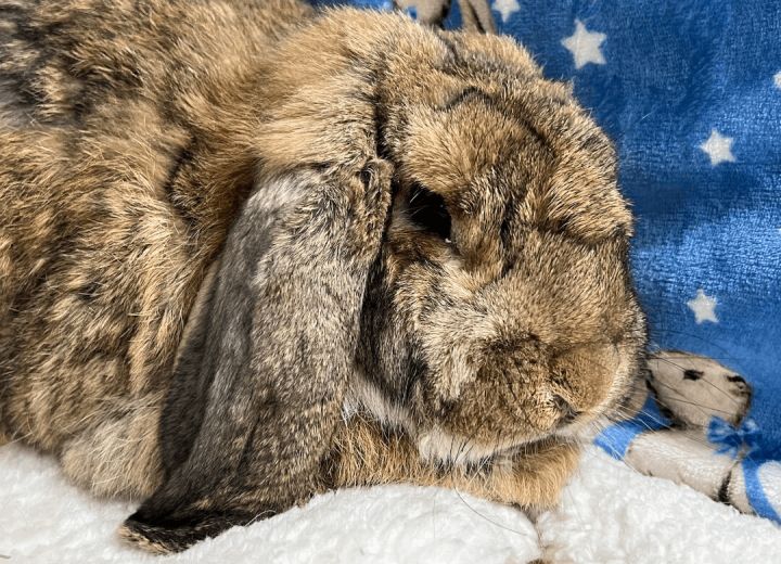 rabbit-for-adoption-d-artagnan-a-french-lop-in-waynesboro-va