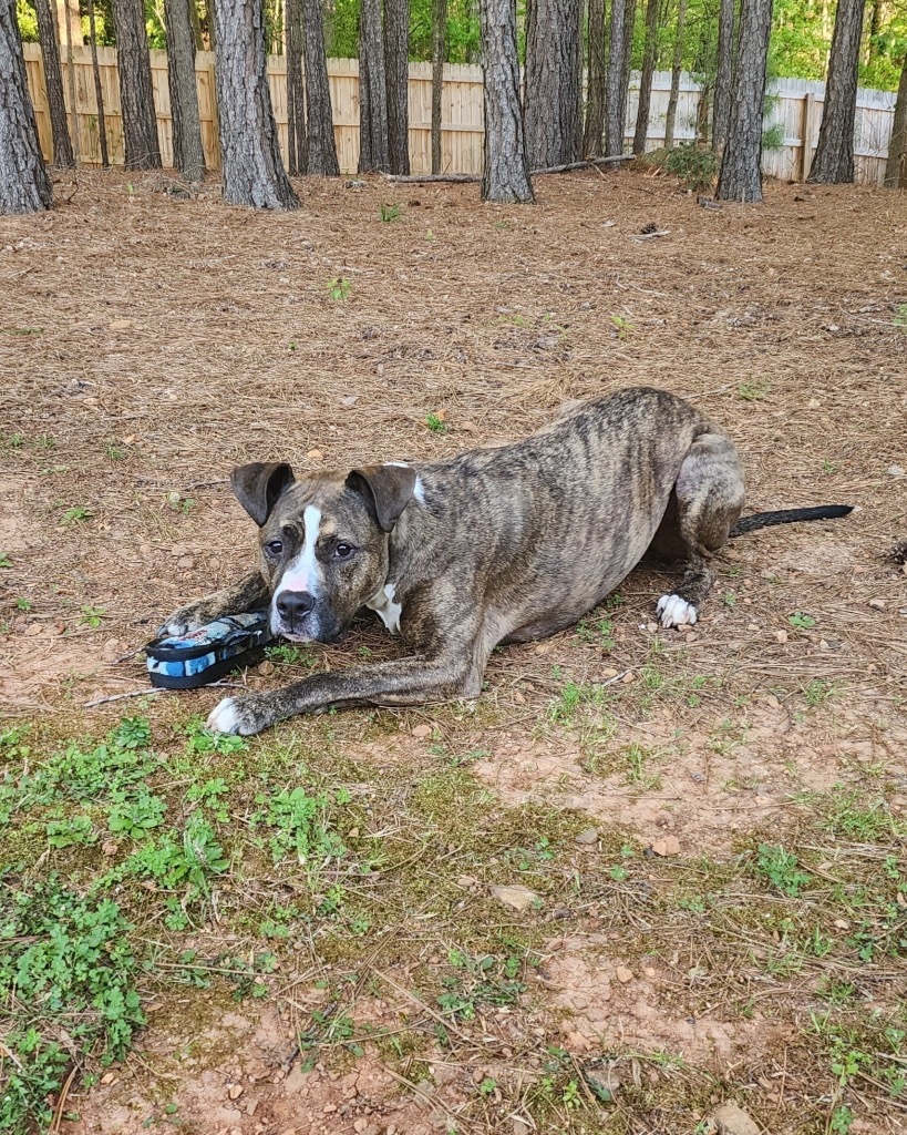 Niko, an adoptable Boxer, Hound in Raleigh, NC, 27603 | Photo Image 6