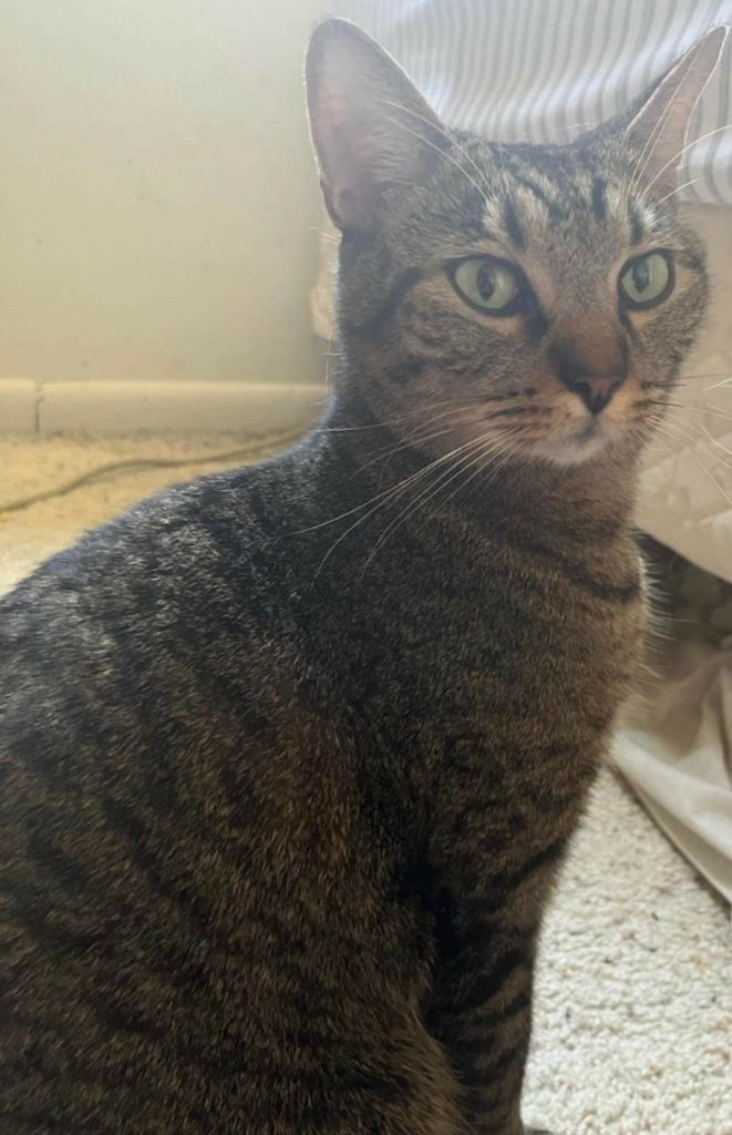 Kitten, an adoptable Domestic Short Hair in Fort Myers, FL, 33906 | Photo Image 1