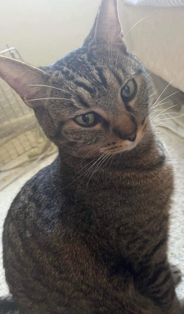 Kitten, an adoptable Domestic Short Hair in Fort Myers, FL, 33906 | Photo Image 2